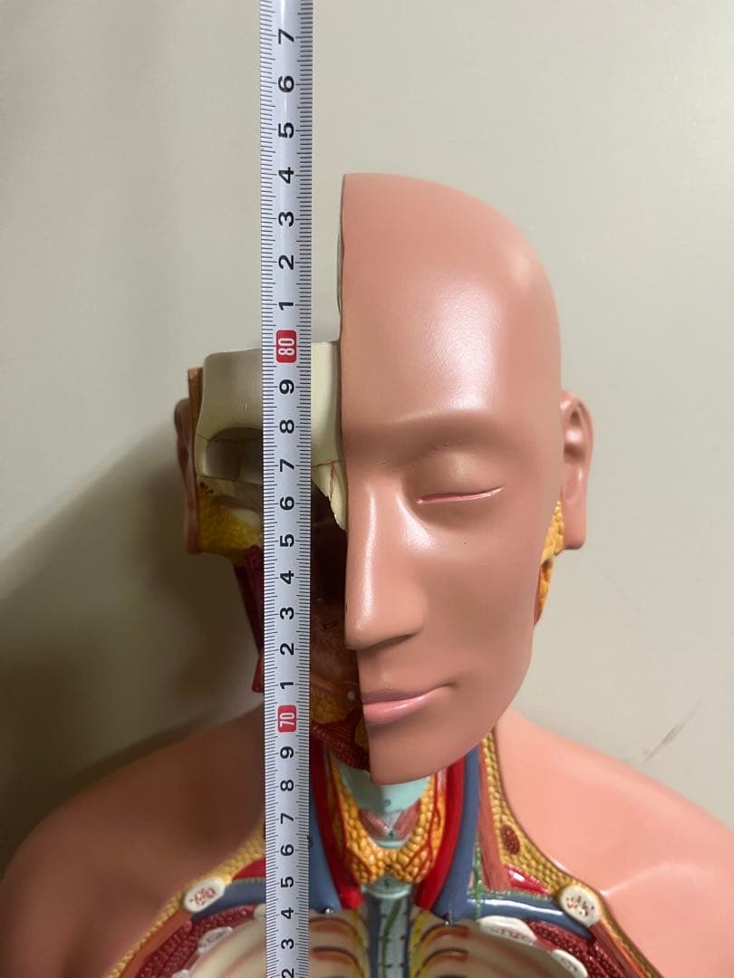 人体模型 トルソー模型 全身解剖モデル 内臓取り外し式 医療 教育用 等身大