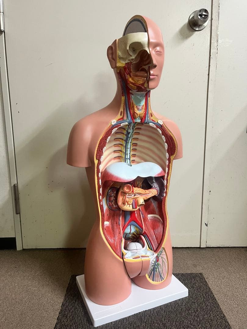 人体模型 トルソー模型 全身解剖モデル 内臓取り外し式 医療 教育用 等身大