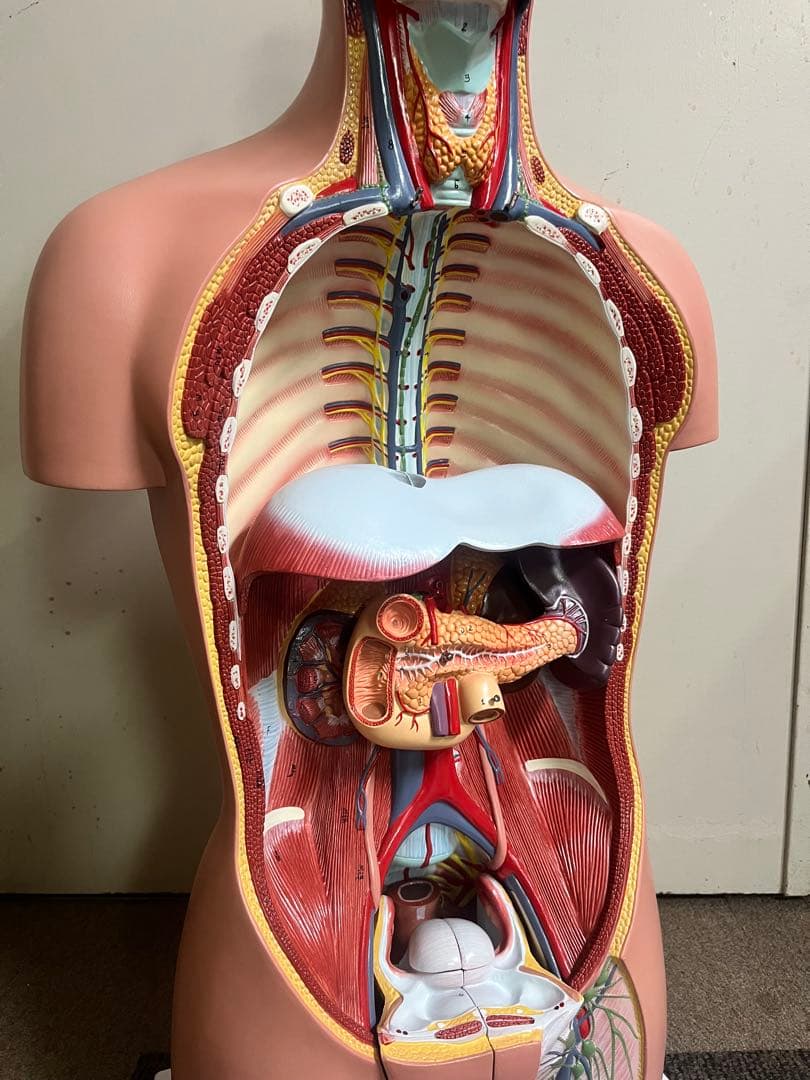 人体模型 トルソー模型 全身解剖モデル 内臓取り外し式 医療 教育用 等身大