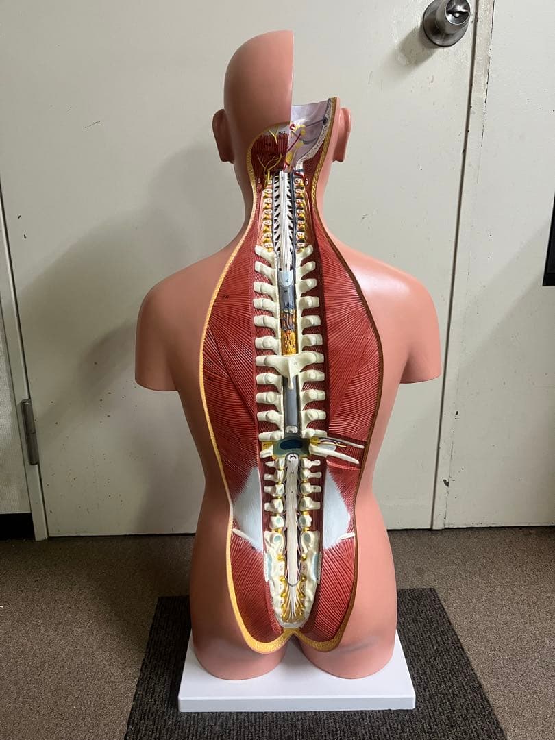 人体模型 トルソー模型 全身解剖モデル 内臓取り外し式 医療 教育用 等身大