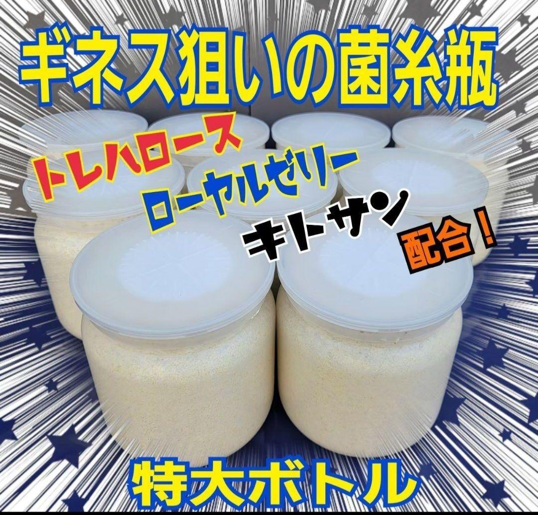 極上！カワラ菌糸瓶【6本】トレハロース、キトサン強化　タランドゥス　オウゴンオニ