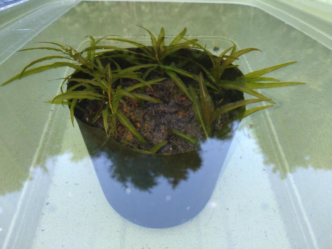 ホソバヒルムシロ