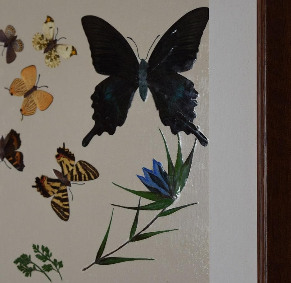 工芸作品・蝶　草花　飼育天然記念物採集地　信州/博物館・教材