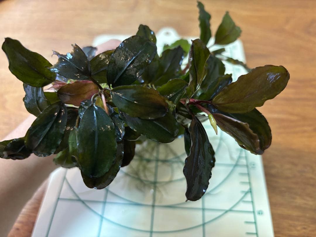 Bucephalandra sp. Blue Purple特大群生株