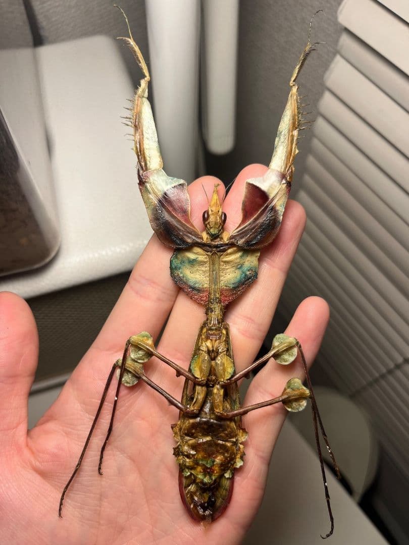 【114mm】ニセハナマオウカマキリ マンティス 昆虫標本　直翅類