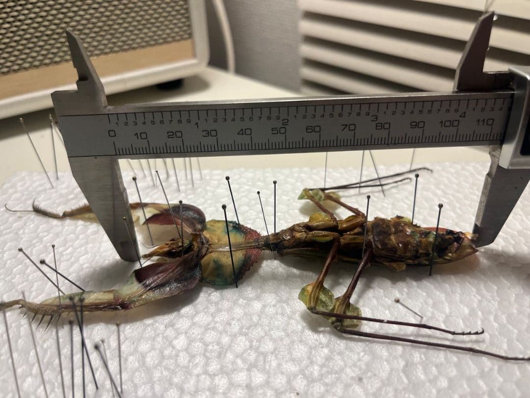 【114mm】ニセハナマオウカマキリ マンティス 昆虫標本　直翅類