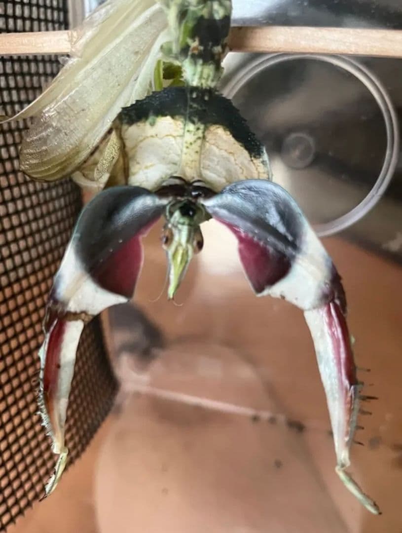 【114mm】ニセハナマオウカマキリ マンティス 昆虫標本　直翅類