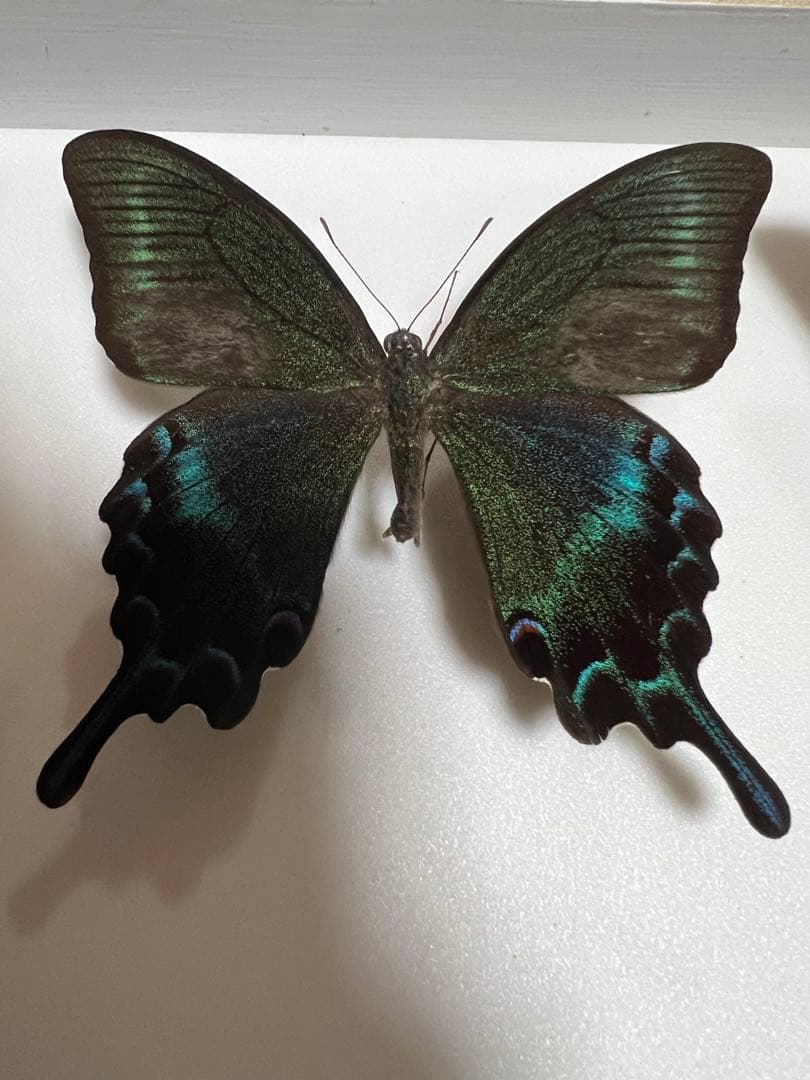 蝶標本 希少ミヤマカラスアゲハ標本ガラス木箱現状品のみ41x50x6cm