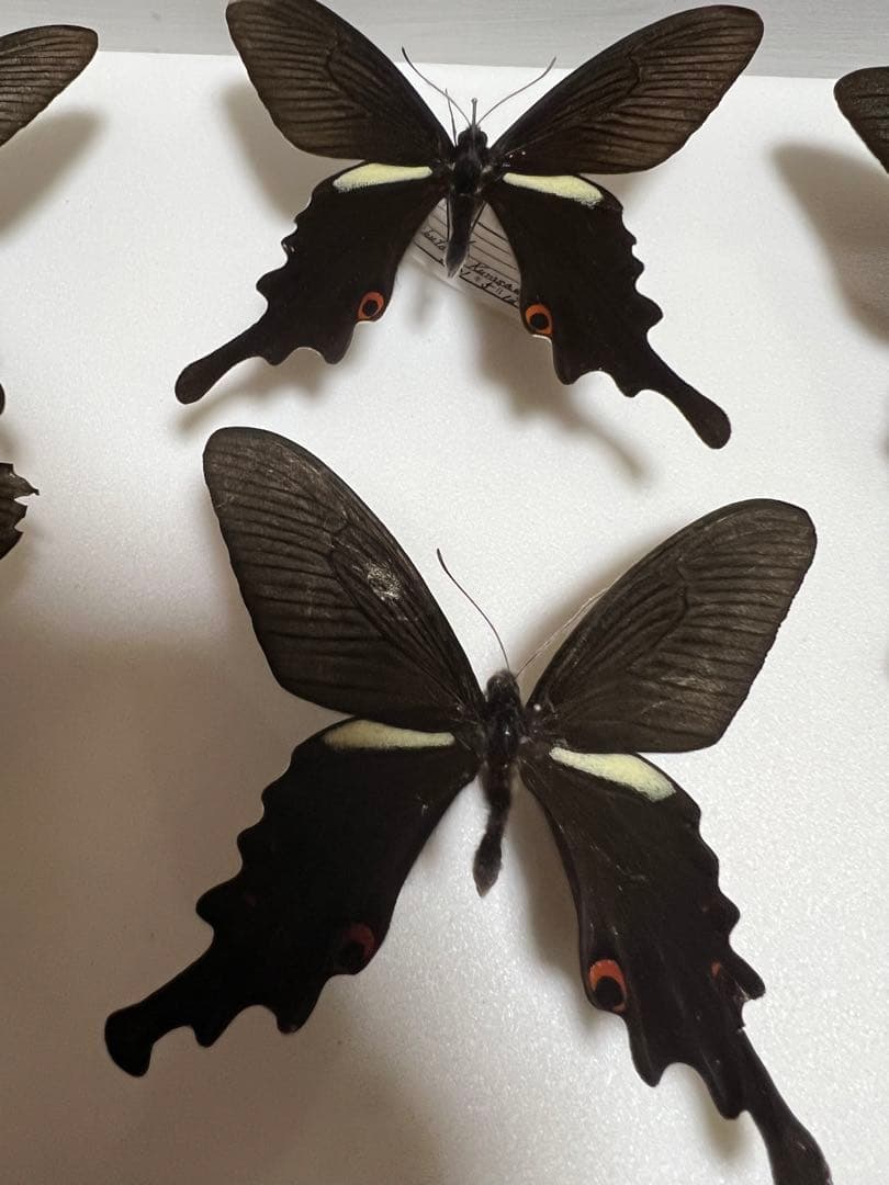 蝶標本 希少ミヤマカラスアゲハ標本ガラス木箱現状品のみ41x50x6cm