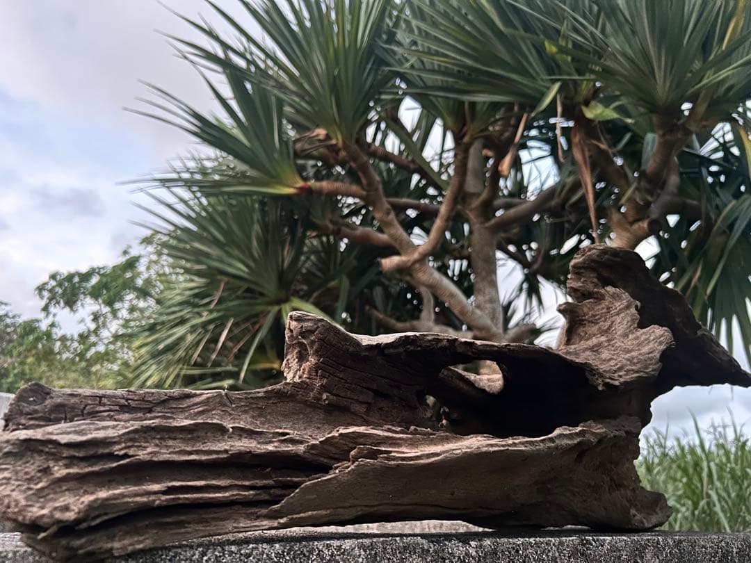 流木 インテリアやアクアリウムにオススメ