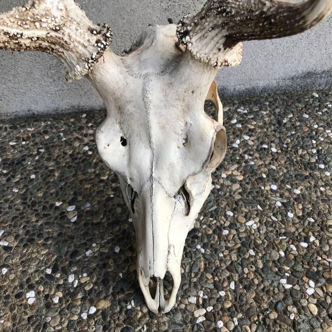 鹿の角　頭部　骨格