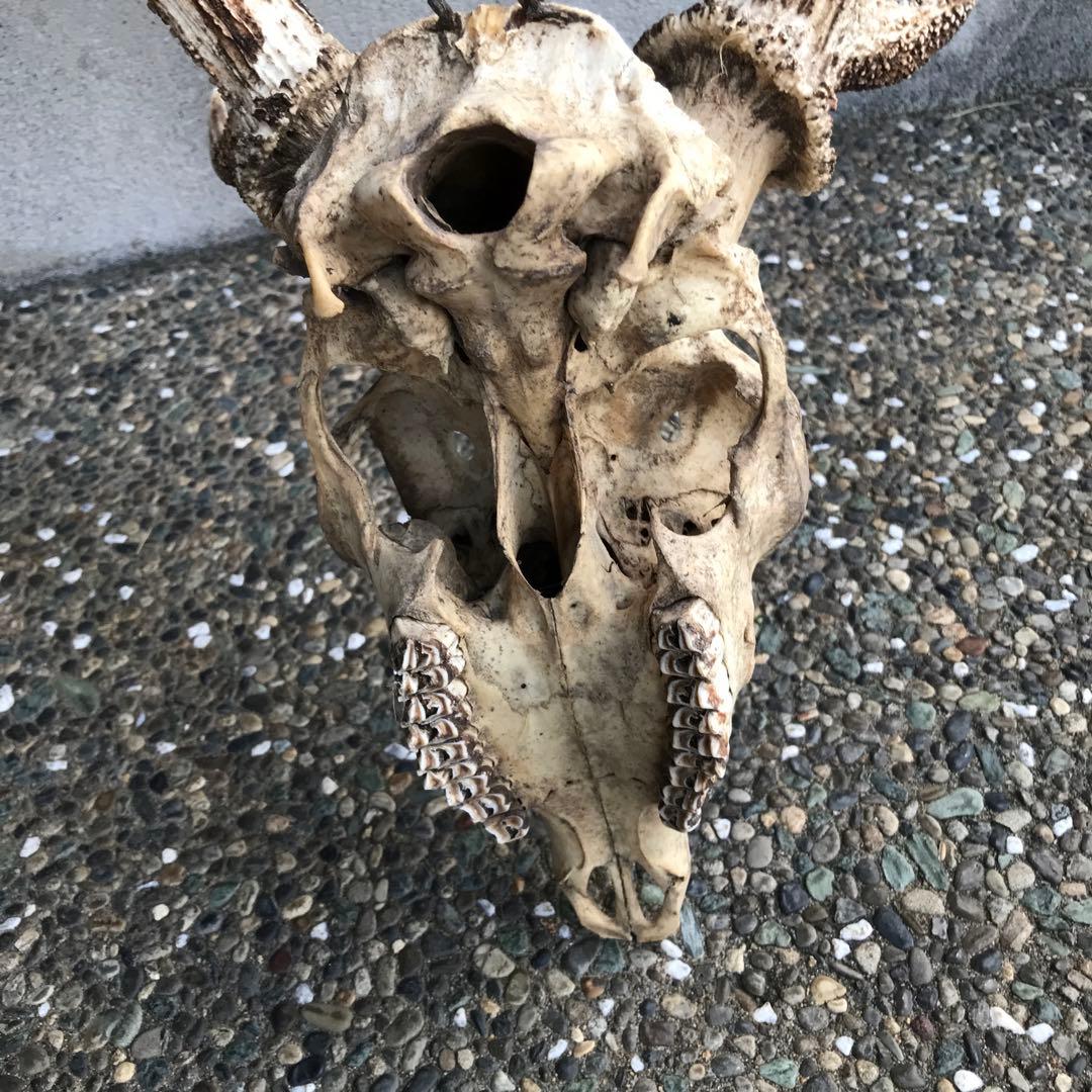 鹿の角　頭部　骨格