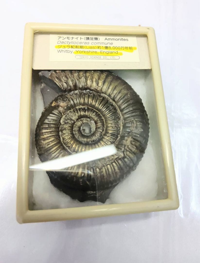 アンモナイト　化石　ジュラ紀前期　ケース入り　インテリア 置物　アンティーク
