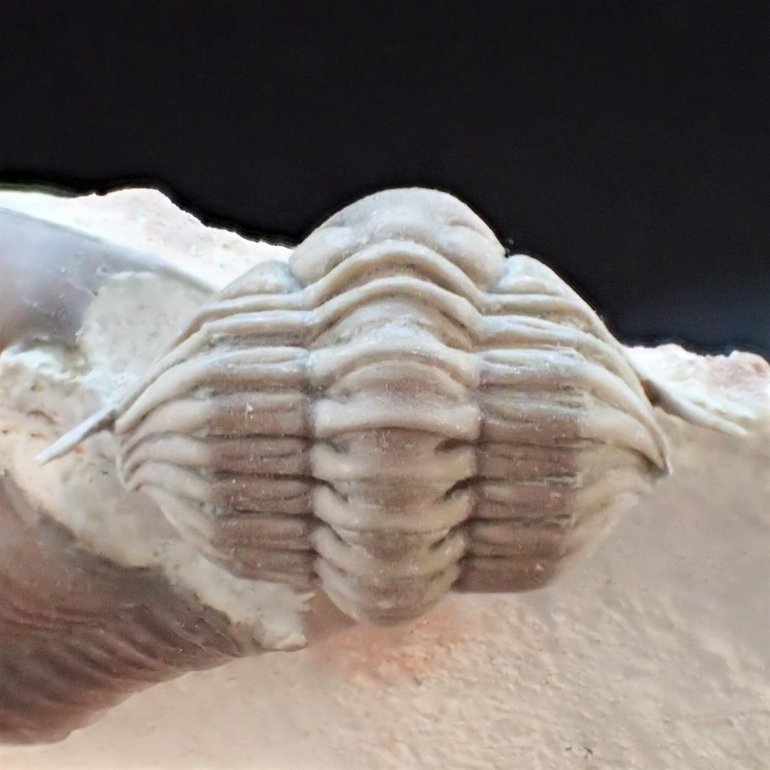 三葉虫の化石 美麗 キルトメトプス 本物保証