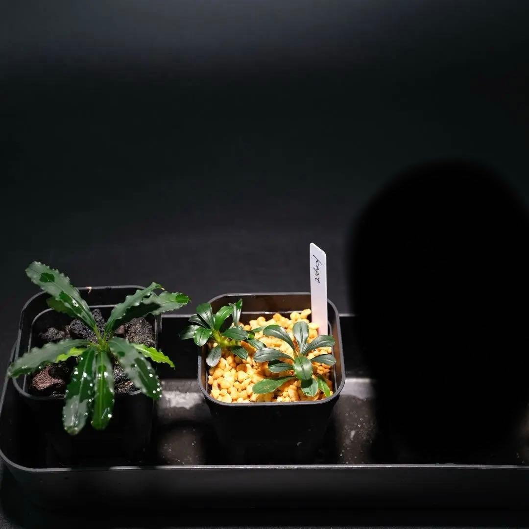 碧葉さんBUCEPHALANDRA