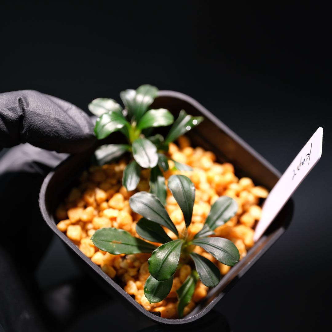 碧葉さんBUCEPHALANDRA