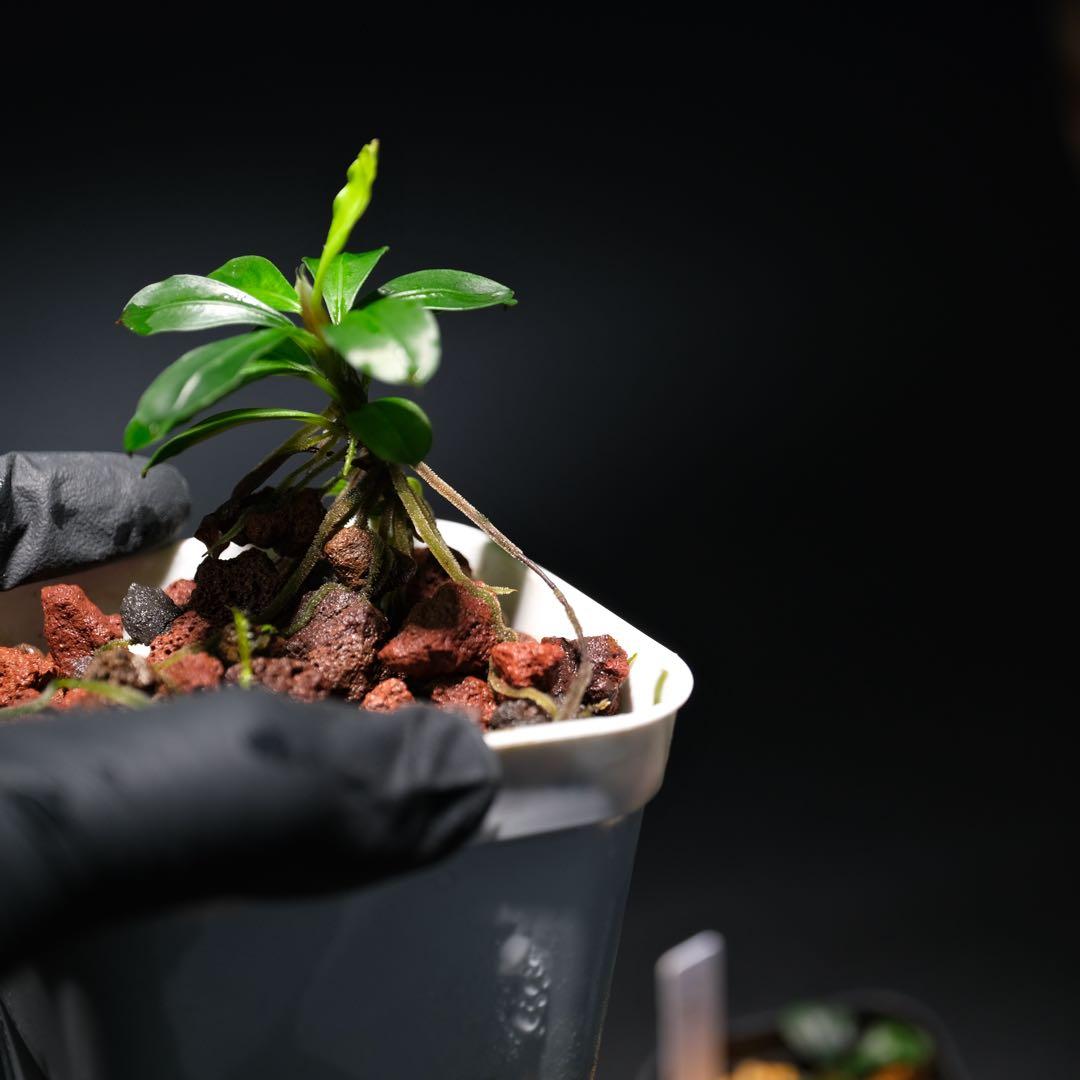 碧葉さんBUCEPHALANDRA