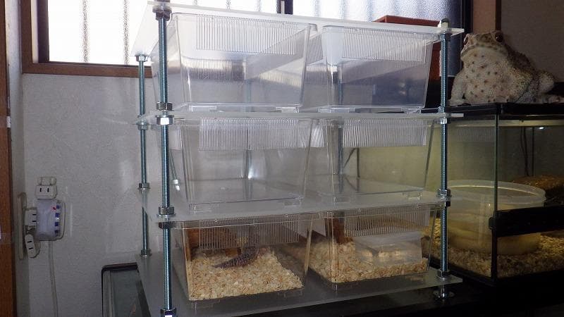 レオパ、ヘビの飼育ケージ　スネークラック