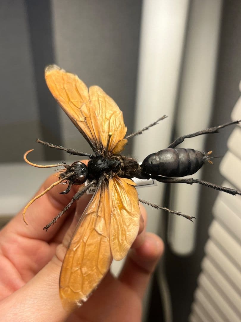 【50mm程】タランチュラホーク バードイータームカデサソリ標本ハチ蜂スズメバチ