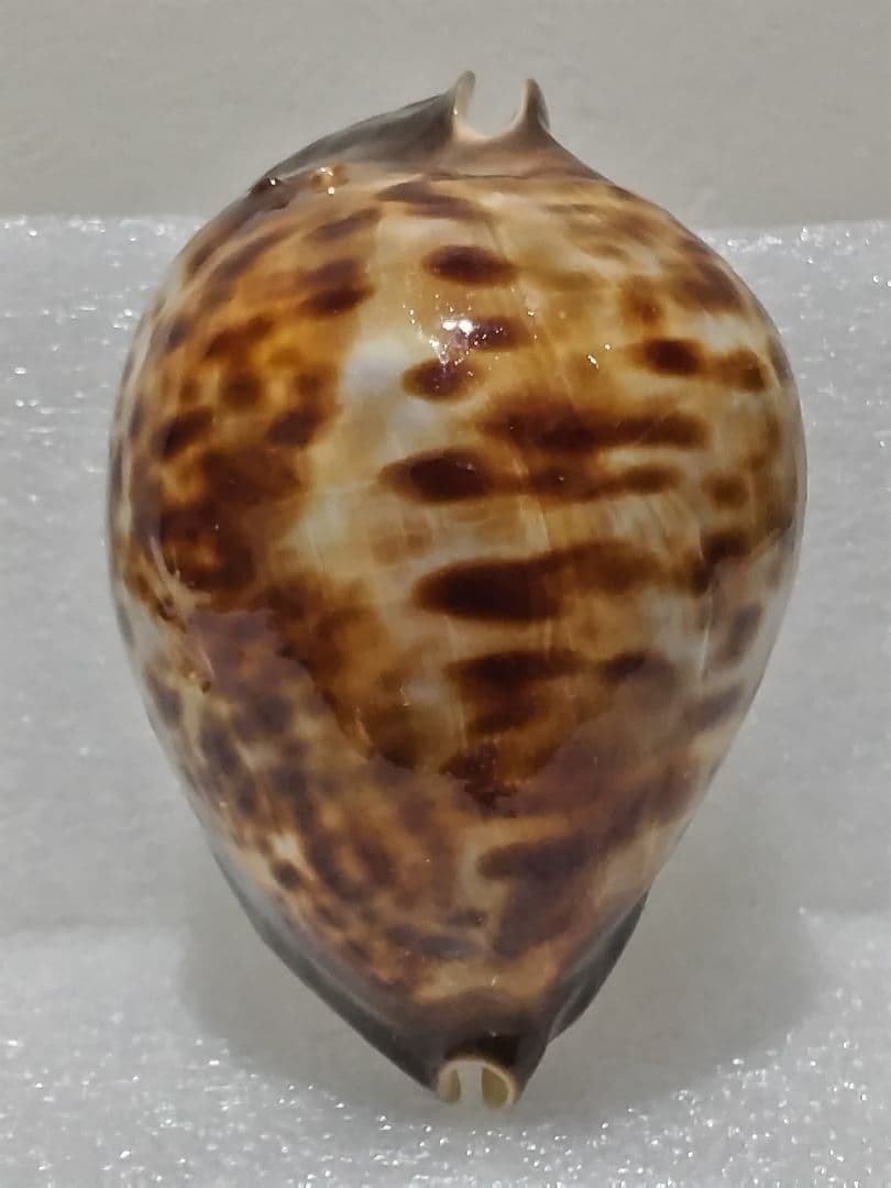 貝殻 ビードロダカラ (タカラガイ科)