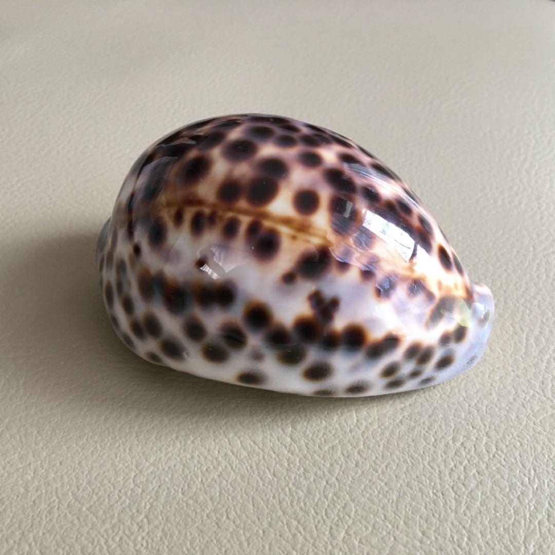 ハワイ　宝貝　ホシダカラ　約10cm 標本