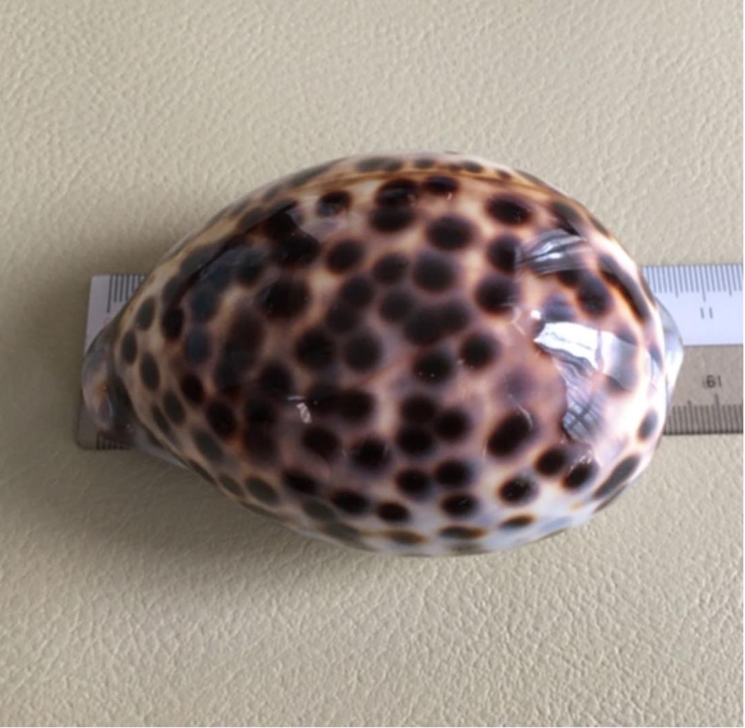 ハワイ　宝貝　ホシダカラ　約10cm 標本