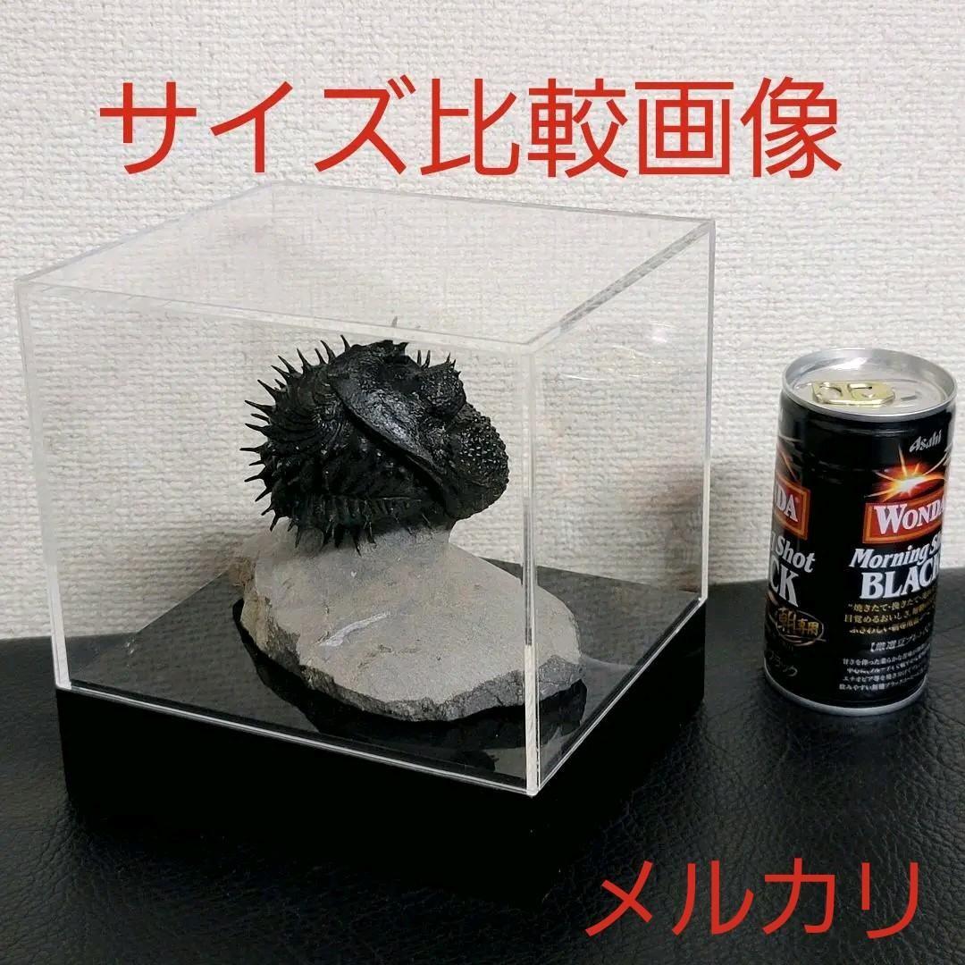 【Drotops armatus】三葉虫 化石標本★trilobite★モロッコ