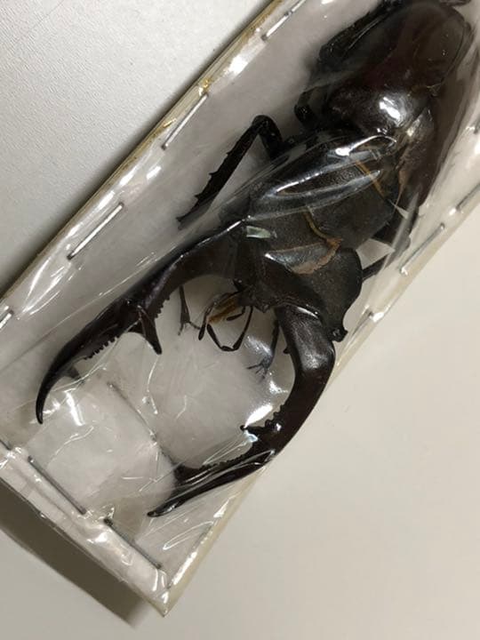 送料込み！　即日発送！　標本　クワガタ