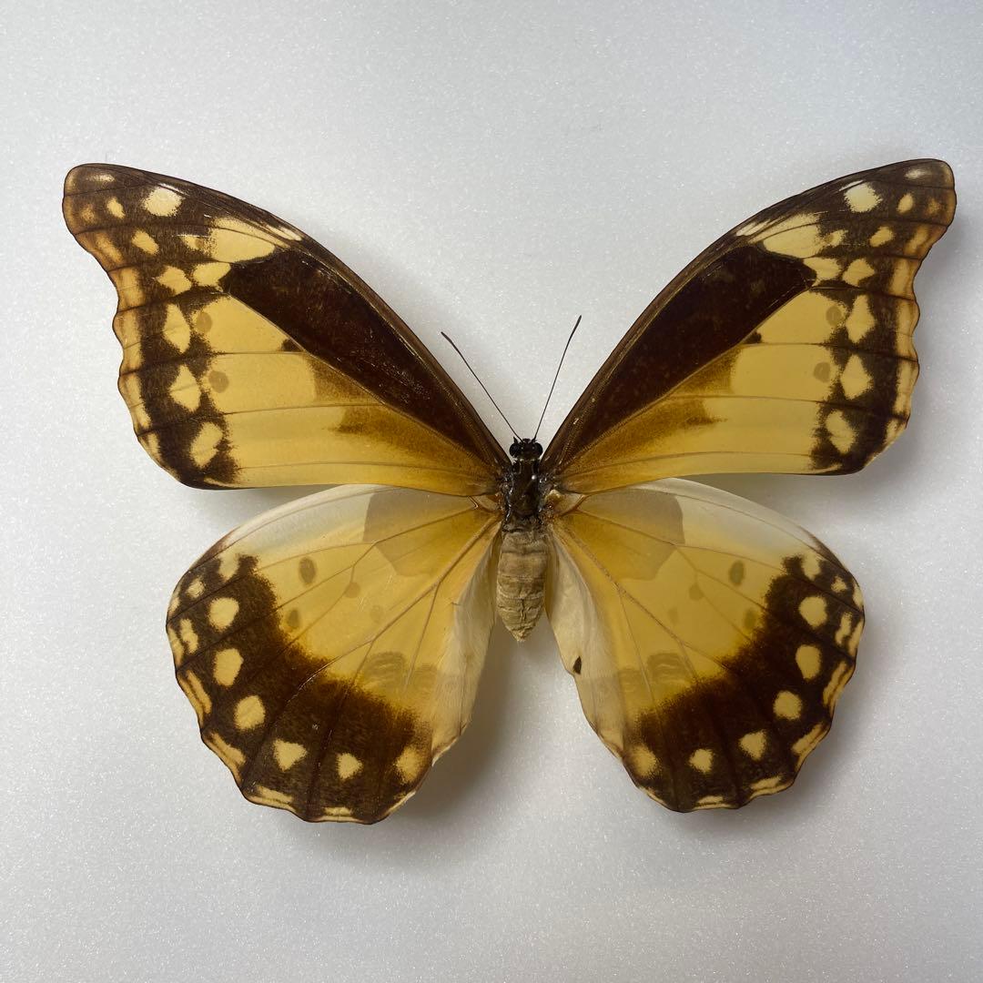 ヘレナモルフォ蝶標本♀