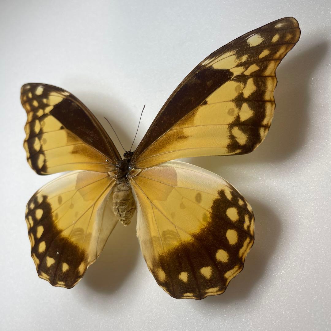 ヘレナモルフォ蝶標本♀