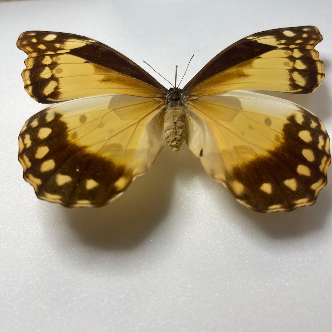 ヘレナモルフォ蝶標本♀