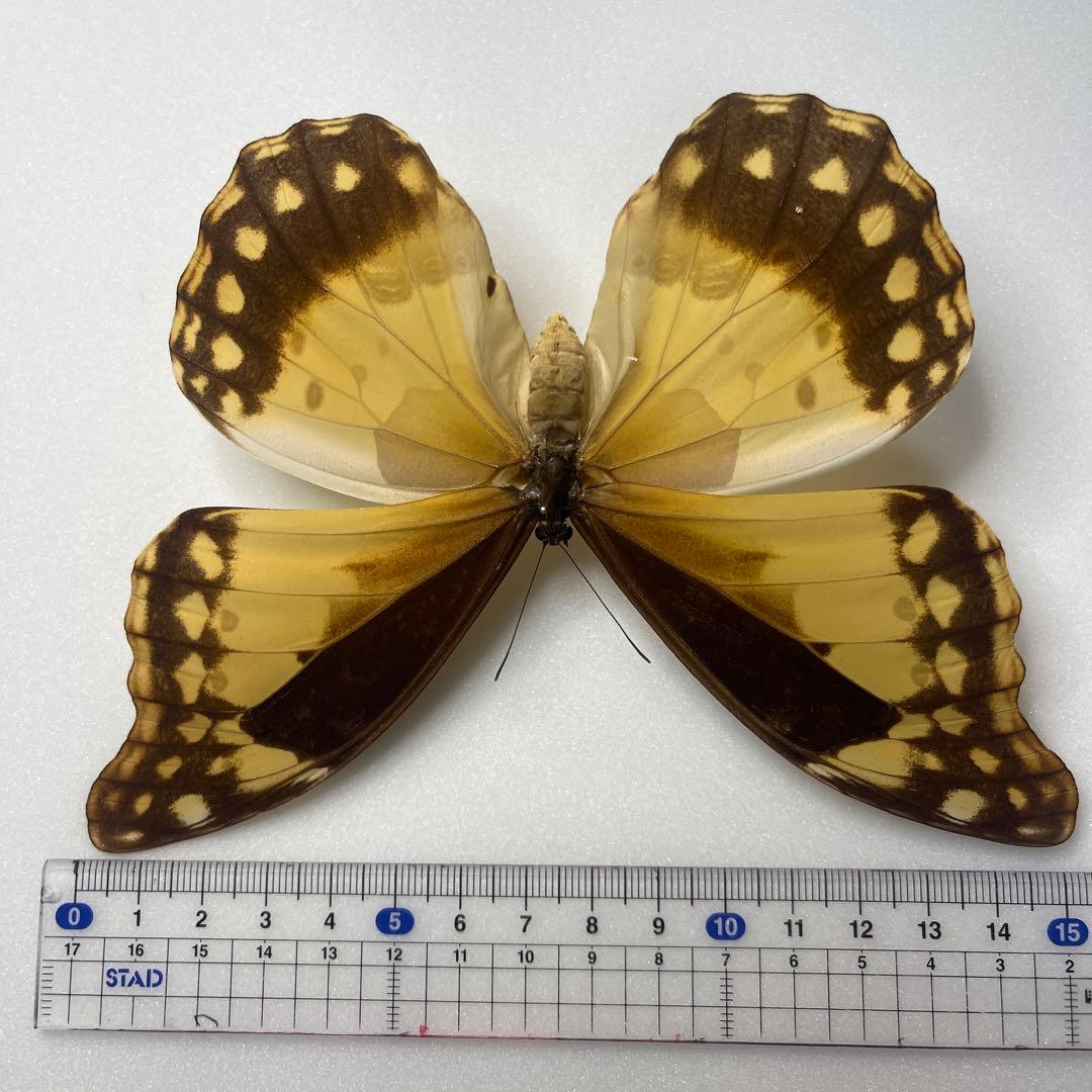 ヘレナモルフォ蝶標本♀