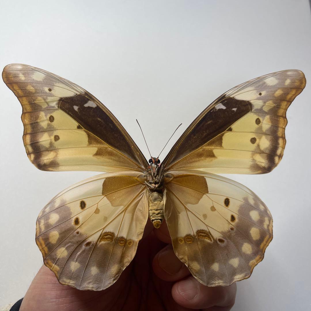 ヘレナモルフォ蝶標本♀