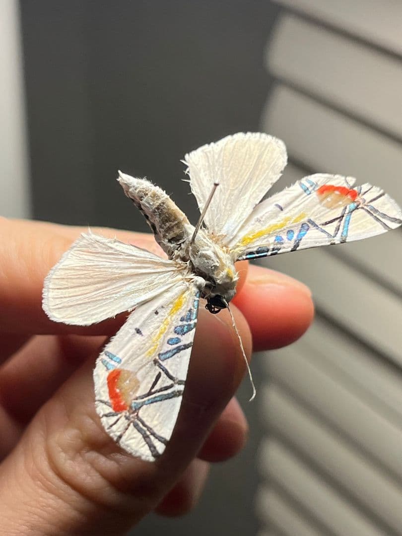 【初展翅C品】ピカソモスタナバタユタカヤガ蛾ルナモスミズアオ