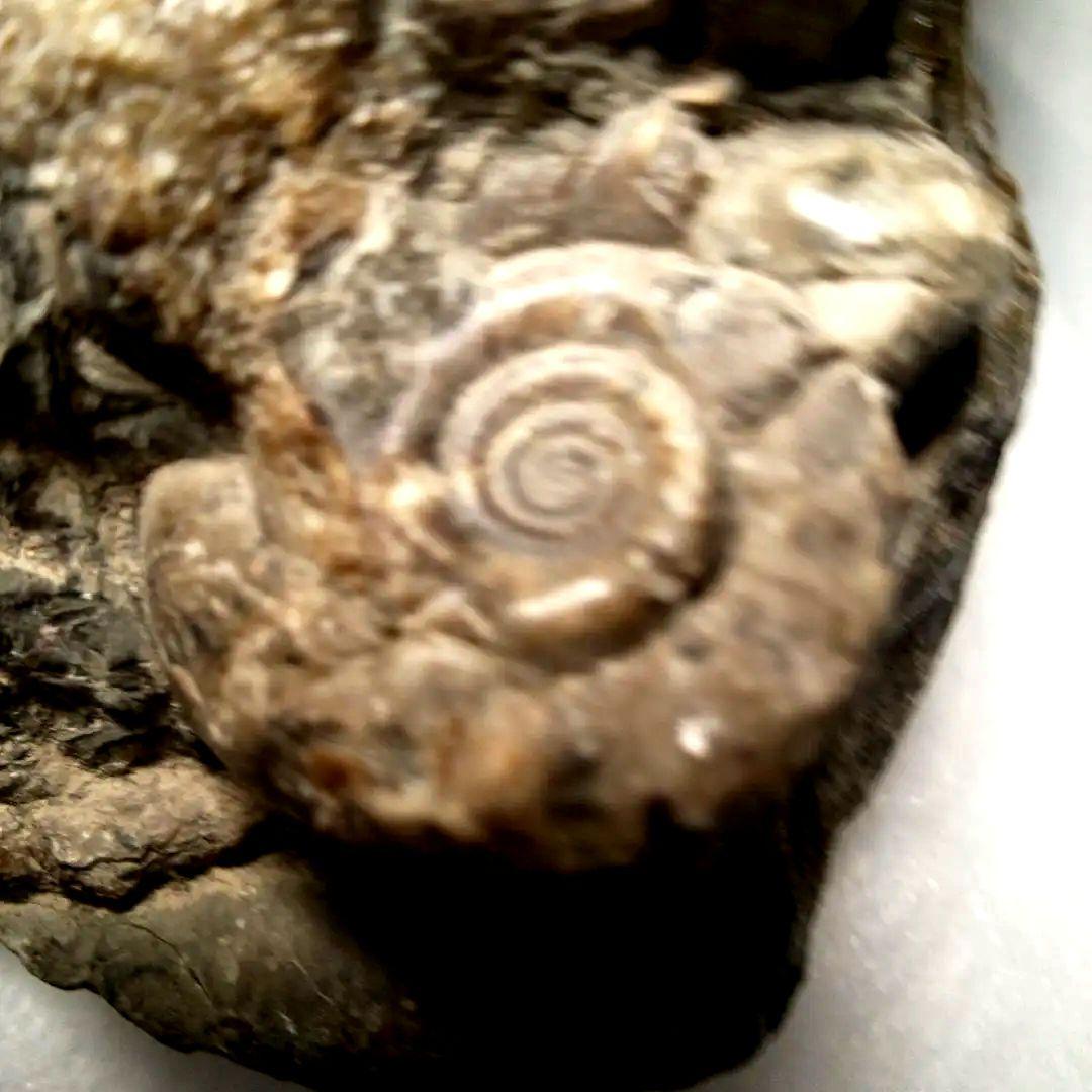 ⭐️ アンモナイトの塊 M-A