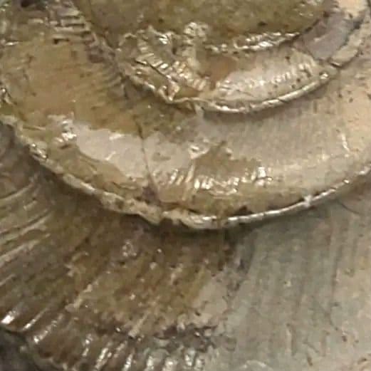 ⭐️ アンモナイトの塊 M-A