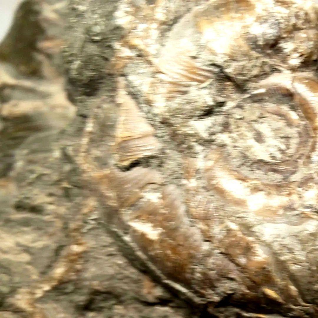 ⭐️ アンモナイトの塊 M-A