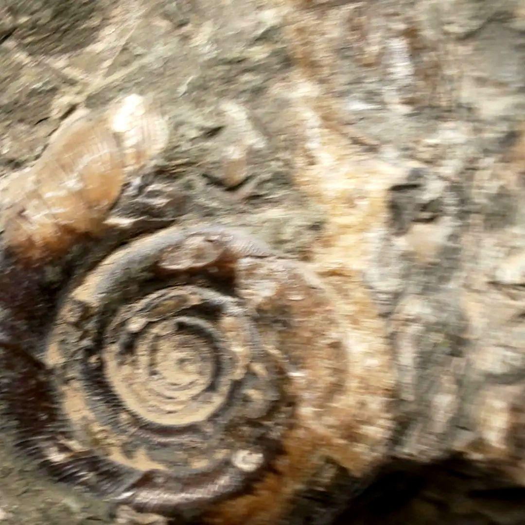 ⭐️ アンモナイトの塊 M-A