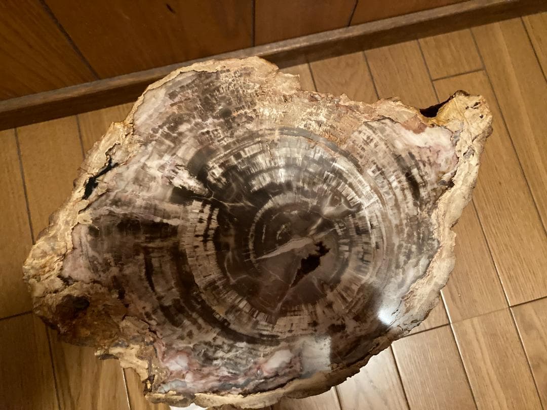 木化石　ブラジル産　30Kg弱くらい　珪化木 受け渡しも可能です