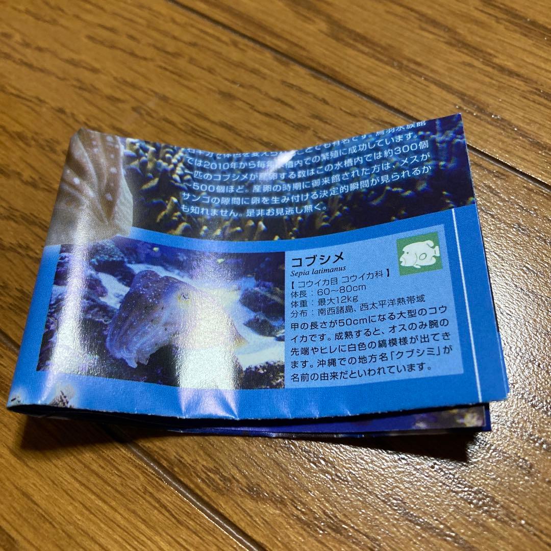 ネイチャーテクニカラー　コブシメ　鳥羽水族館