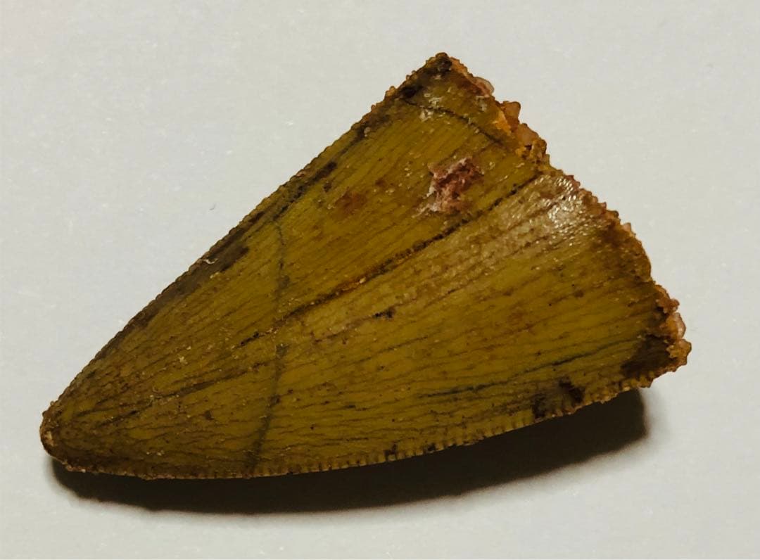 カルカドントサウルス　歯　化石