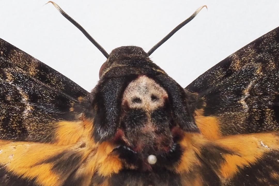 クロメンガタスズメ（国産）