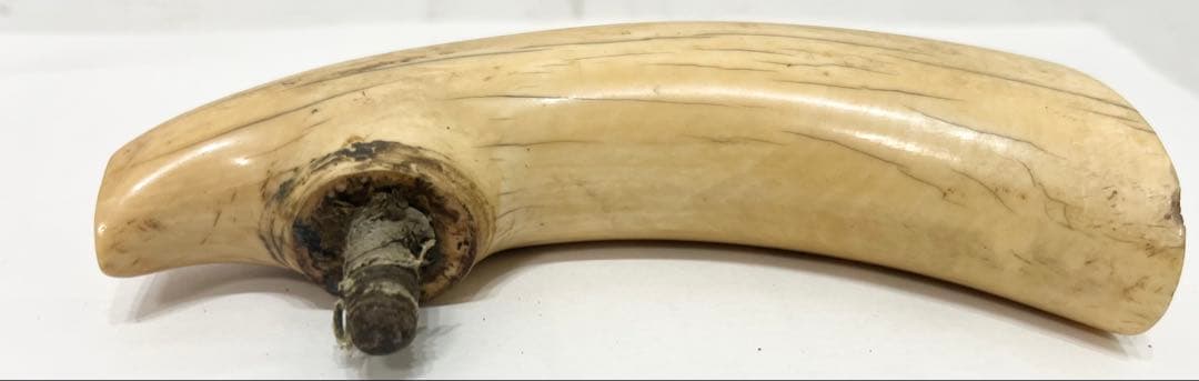 鯨の歯 牙 マッコウクジラ 重量約218g 杖材