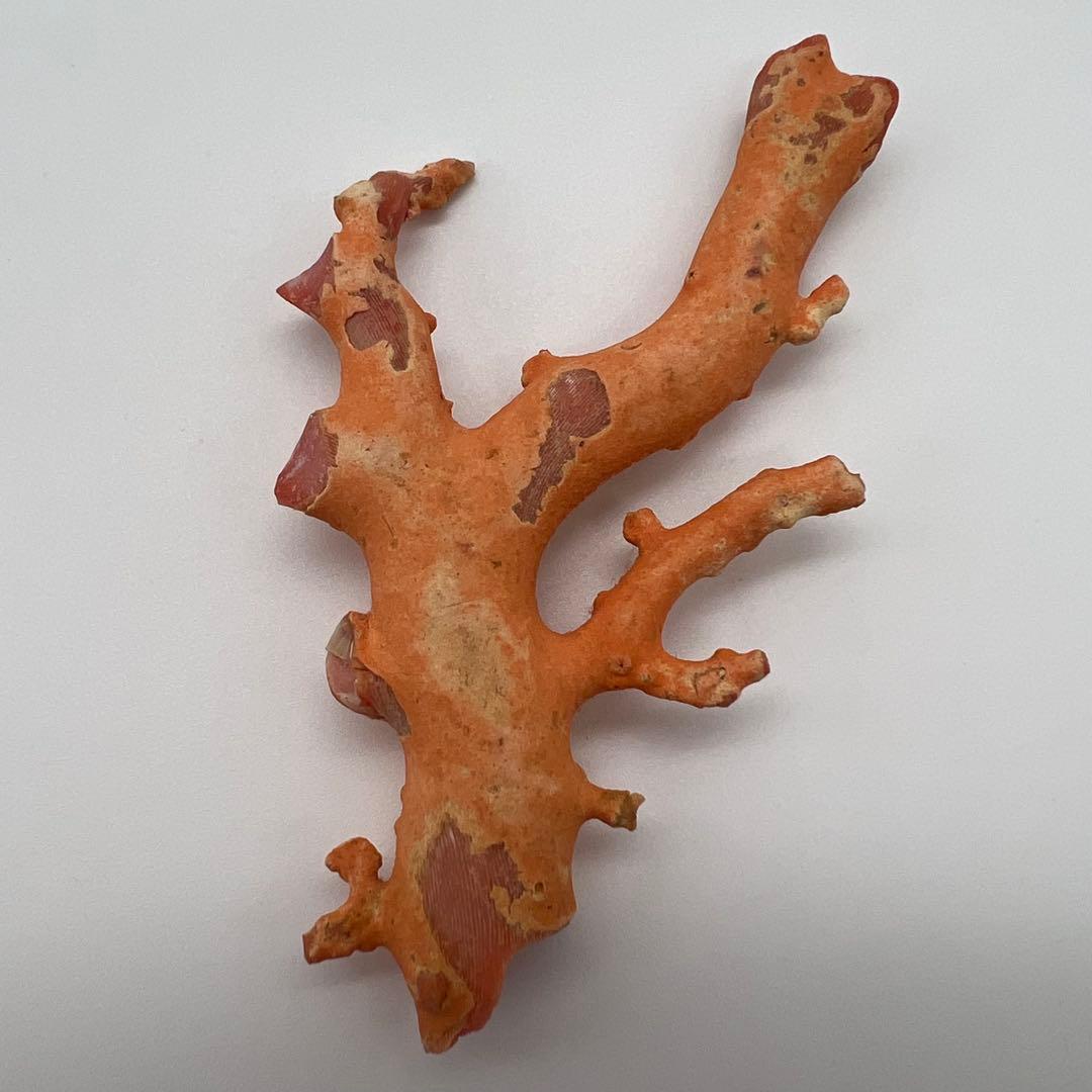 希少　桃色珊瑚　原木　本珊瑚　コーラル　標本　素材　彫刻材