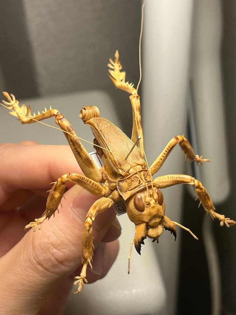 【成虫】マキバネコロギス 昆虫標本バッタ キリギリスコロギスリオック直翅類