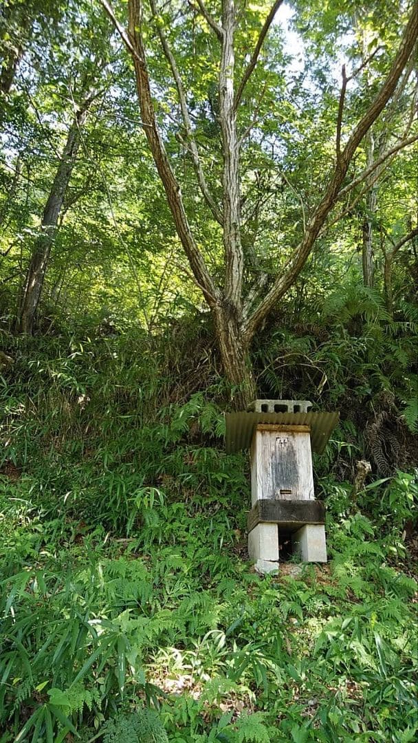 日本ミツバチ 蜂蜜 令和7年度 採れたて　たれ蜜　2年もの600g×2本 非加熱