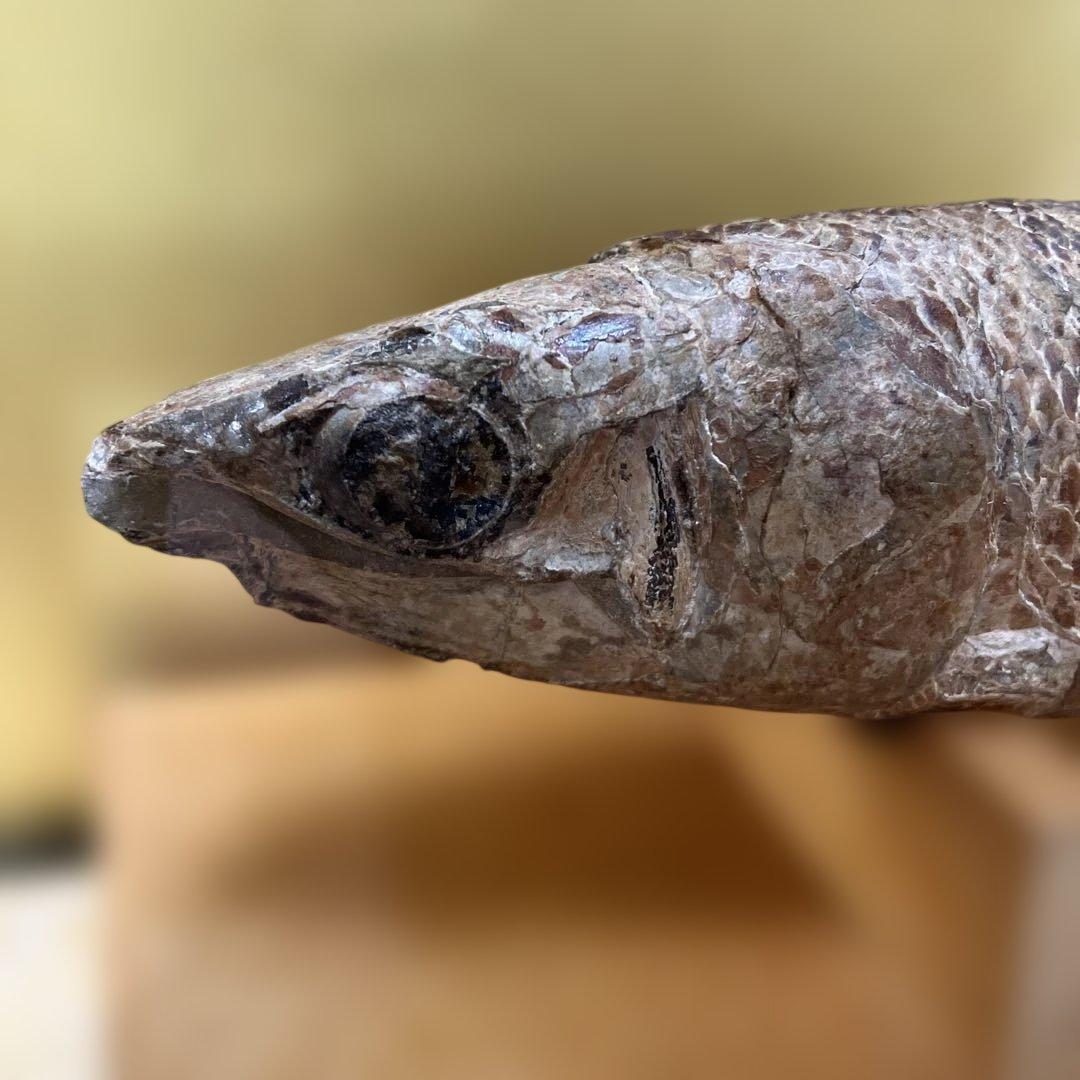 魚の化石（特製スタンド付）