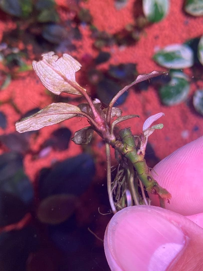 ブセファランドラｓｐ. バリエガータい斑入り