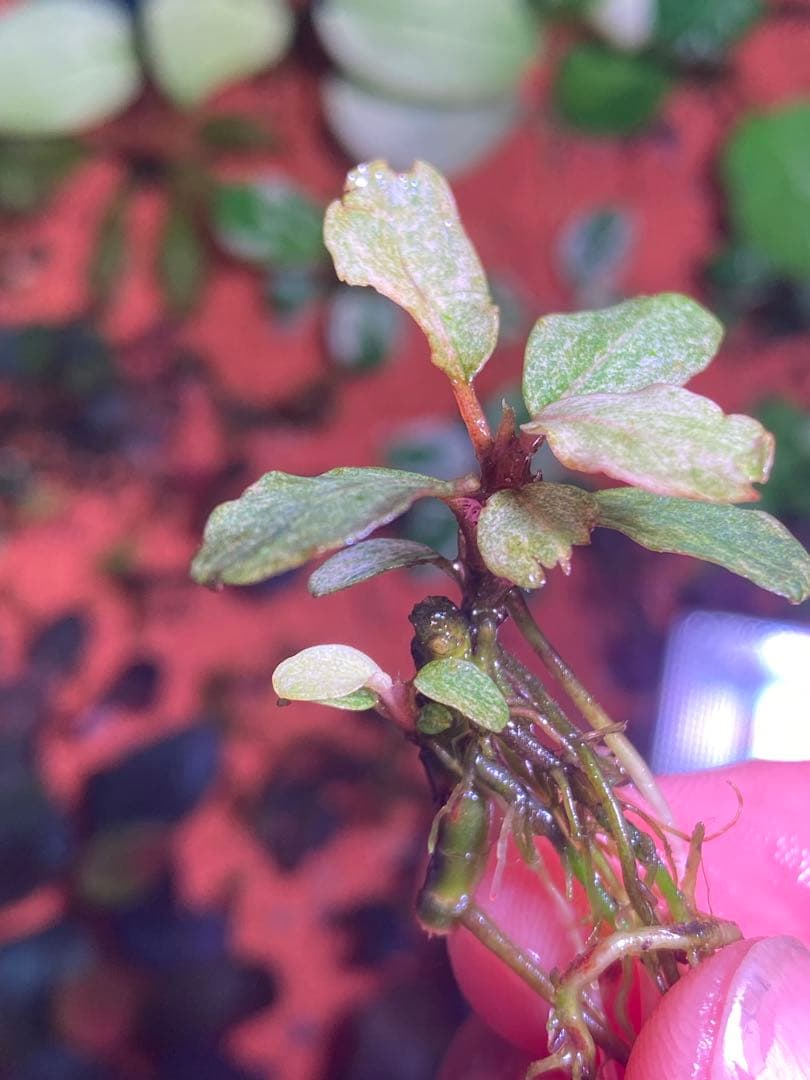 ブセファランドラｓｐ. バリエガータい斑入り