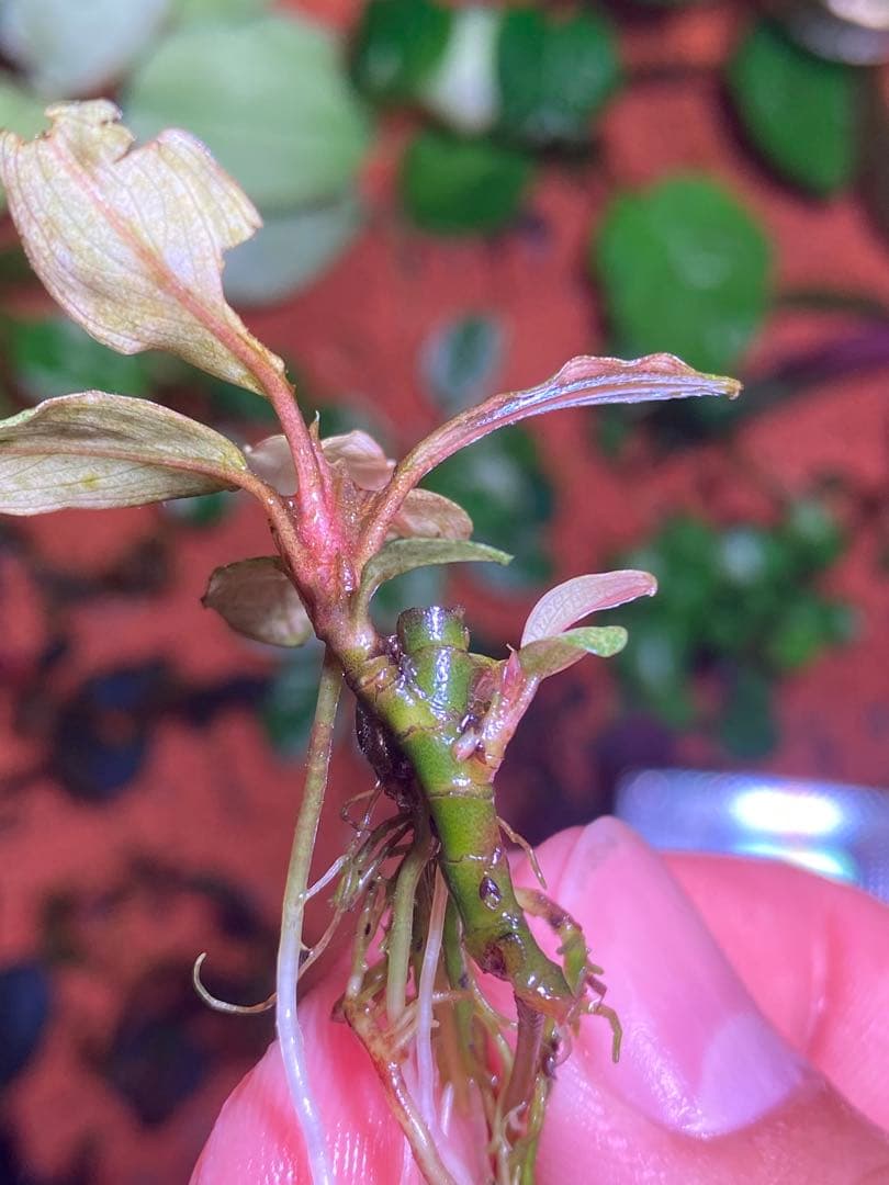 ブセファランドラｓｐ. バリエガータい斑入り